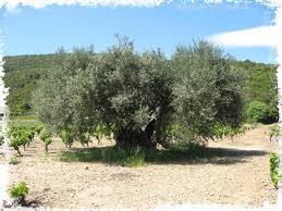 olivier 2